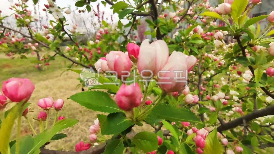 꽃사과,꽃사과나무,사과꽃,malusprunifolia,벚잎꽃사과,돌사과,plant,식물,blossom,flower,꽃,petal,꽃잎