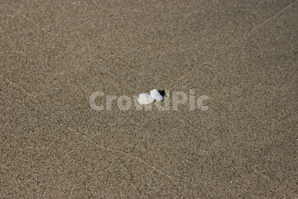 모래사장,바다,조개껍질,감성,동해바다,모래,해변,바다,beach,sea