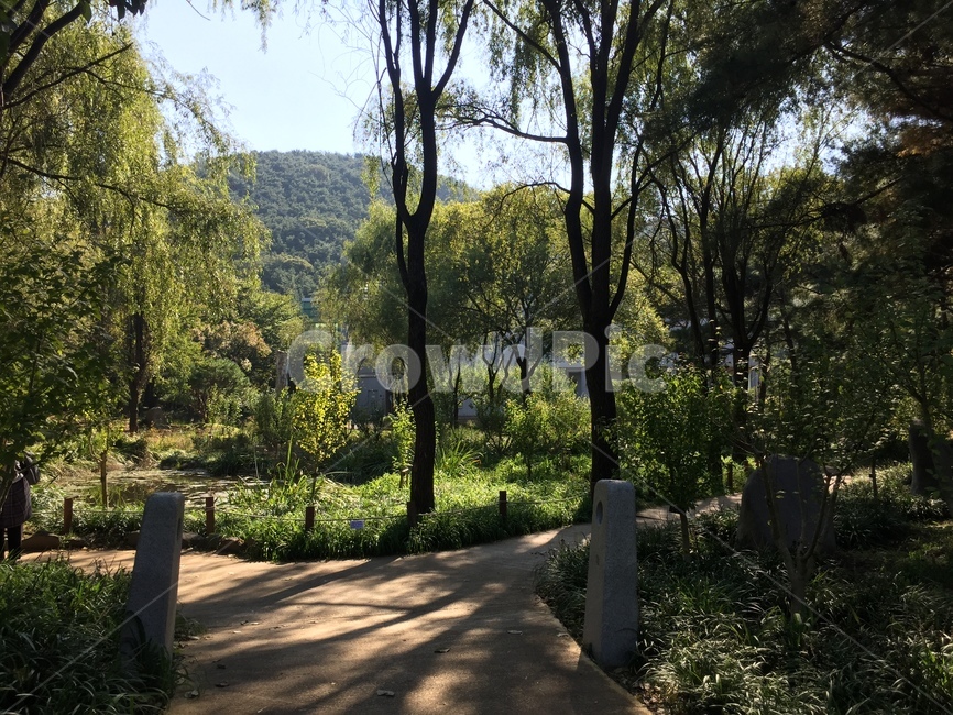 나무,수목원,산,숲,햇빛,nature,자연,초목,plant,vegetation,outdoors