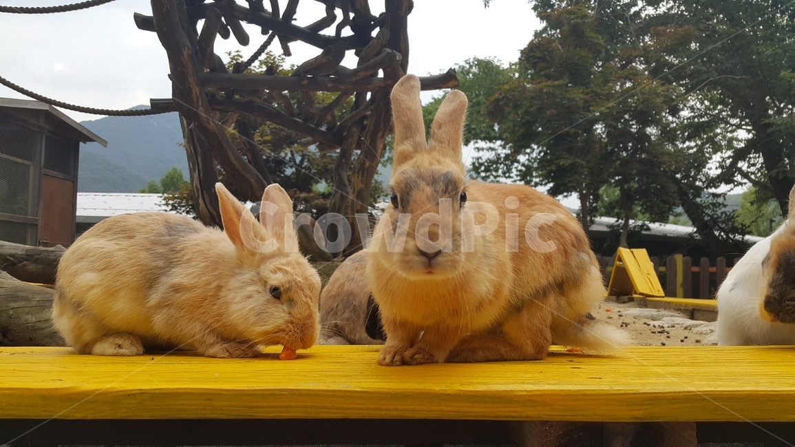 토끼,rabbit,소동물,갈색토끼,갈토