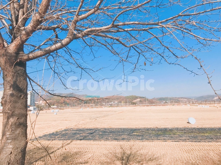 논,갈색,하늘,가을,감성,식물,자연,plants,nature,나무,trees,wood