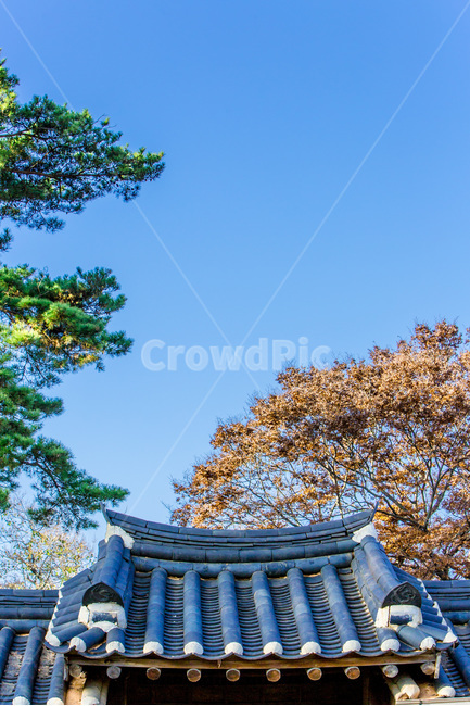 기와,고택,선,단풍,전통가옥,문양,한국전통,한국문화,korean traditional,korean culture,건축물,건물외관,exterior,building,structure,architecture,construction