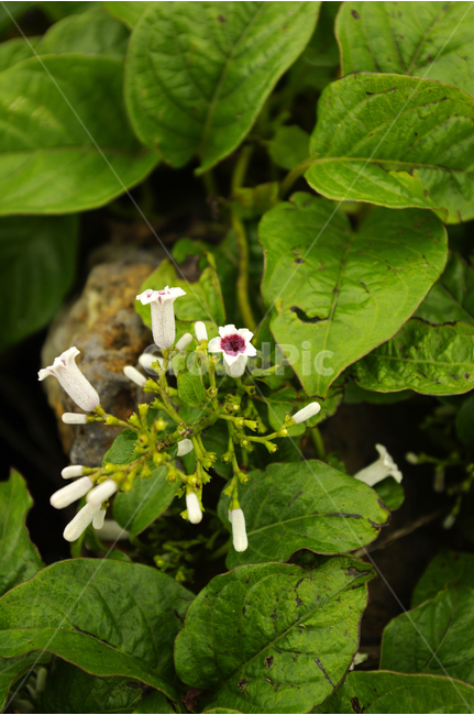 꽃,식물,flower,color,nature,자연,식물,자연,plants,nature,꽃,flower