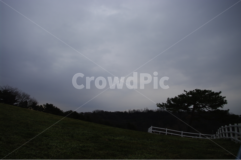 목장,나무,풍경,언덕,울타리,초원,자연,풍경,nature,landscape,outdoors,옥외