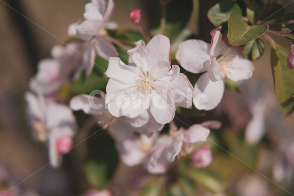 벚꽃,봄,감성,나무,검성사진,plant,식물,blossom,flower,핑크,배경