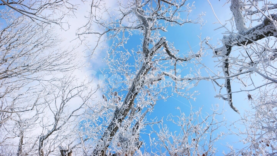 산,나무,겨울,하늘,눈,겨울,계절,winter,season,식물,자연,plants,nature,나무,trees,wood
