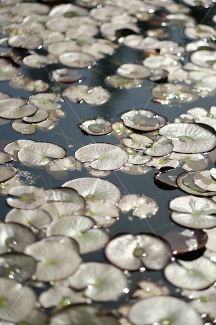 연꽃,연꽃잎,수면,호수,선유도,공원,park,leaf,lake,자연,nature,봄,잔잔함,spring,식물,자연,plants,nature