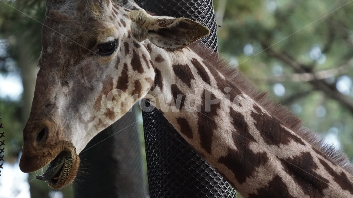 giraffe,기린,animal,동물,mammal,포유류,wildlife,야생동물,동물원,키큰동물,동물,animal,포유류,mammal