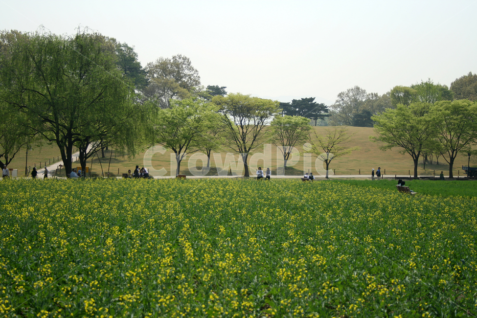 유채꽃밭,봄,봄날,봄풍경,감성,spring,flower,공원,풍경,식물,새싹,잎,초록,꽃,노란색,산책,봄,계절,spring,season,도시,풍경,city,landscape,한국도시풍경,한국도시경관,korea cityscape,grassland,목초지,outdoors,옥외,field,들,nature,자연,rural,농촌,meadow,farm,농장,countryside,한 지방