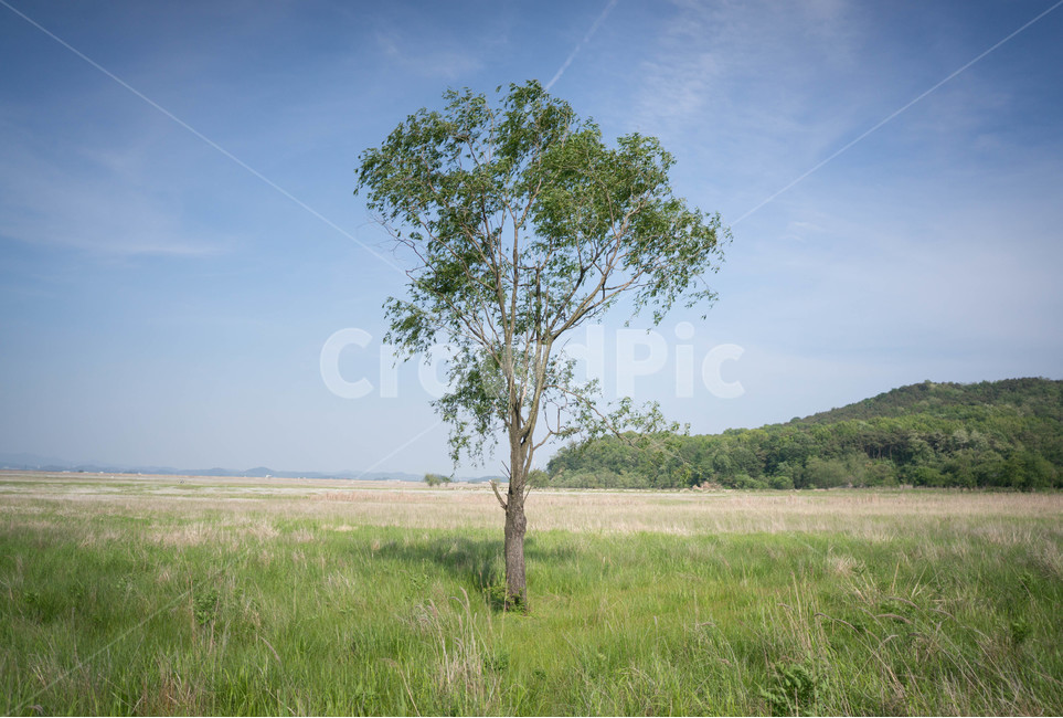 수섬,나무,자연,풍경,들판,landscape,대자연,경기도,화성,한국의세렝게티,광활함,nature,tree,식물,자연,plants,nature,나무,trees,wood