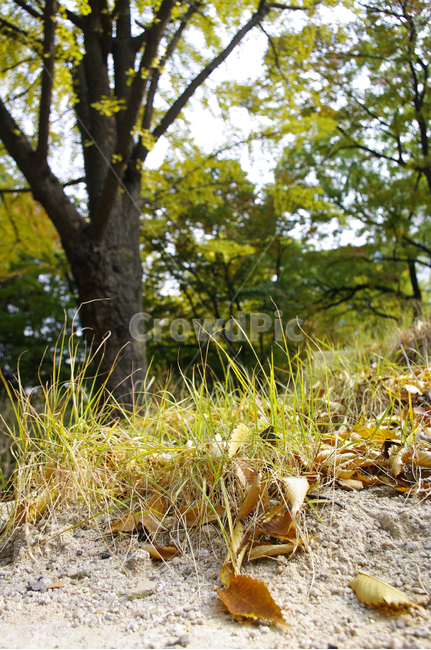 가을,단풍,나무,식물,plant,자연,nature,낙엽,가을,계절,fall,autumn,season,tree,vegetation,초목,tree trunk,나무 줄기,ground,바닥