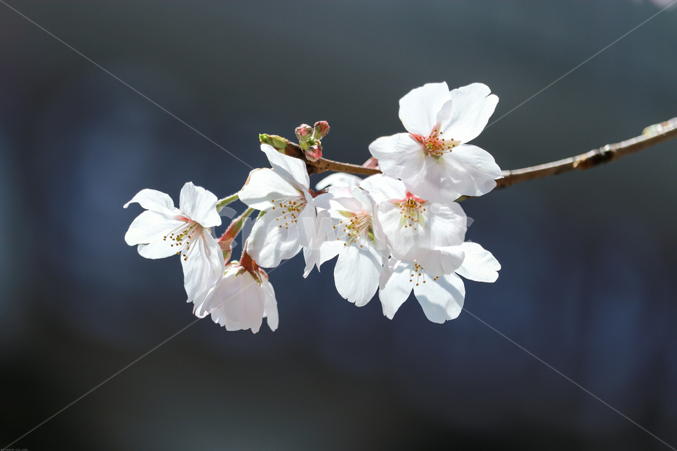 plant,blossom,flower,꽃,봄,봄꽃,벚꽃나무,spring,계절,식물,자연,tree,나무,wood,가지,시즌,플라워,생화,nature