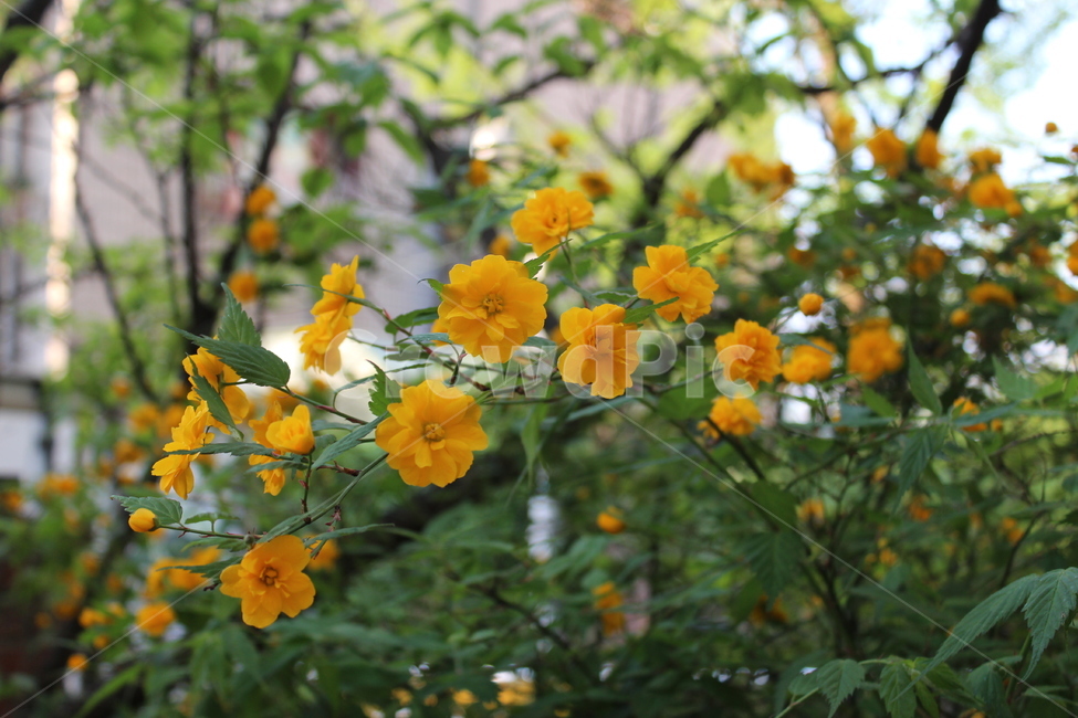 꽃,철쭉,야생화,길꽃,진달래,봄,계절,spring,season,식물,자연,plants,nature,꽃,flower,plant,leaf,잎,jar,항아리,potted plant,화분,pottery,도기류,vase,병 장식