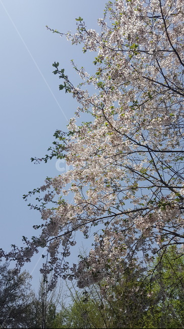 봄,벚꽃,나무,꽃,자연,하늘,공원,벚나무