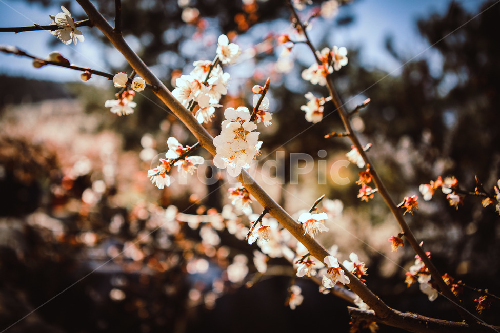 매화,매화꽃,꽃,봄,광양매화,봄,계절,spring,season,식물,자연,plants,nature,꽃,flower,plant,blossom