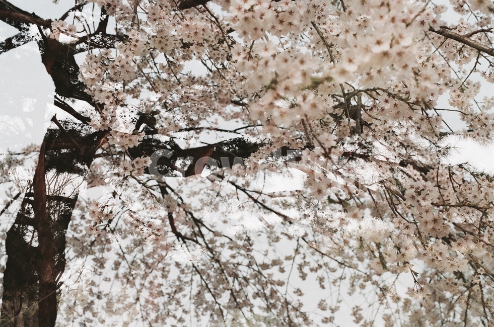 이중촬영,나무,벚꽃,자연,봄,봄,계절,spring,season,plant,식물,flower,꽃,blossom,cherry blossom