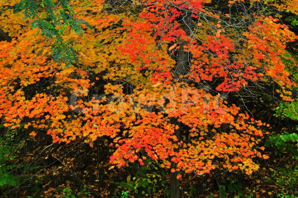 가을,시즌,계절,단풍,단풍잎,시안,디자인,디자이너,출판,편집,책자,서적,사보,카다로그,콘텐츠,북,리플렛,브로셔,컨셉,콘셉,컨셉트,모바일,팝업,전단,광고,색감,칼라풀,아름다운,뷰티풀,beautiful,sns,ebook,웹,마케팅,마켓팅,season,누끼,감성,필,느낌,서정,나뭇잎,잎새,가지,autumn,fall,red,color,emotion,feeling,leaves,9월,10월,찬란한,화려한,그림같은,자연,풍경,nature,landscape,가을,계절,fall,autumn,season,plant,식물,leaf,잎,tree,나무,maple