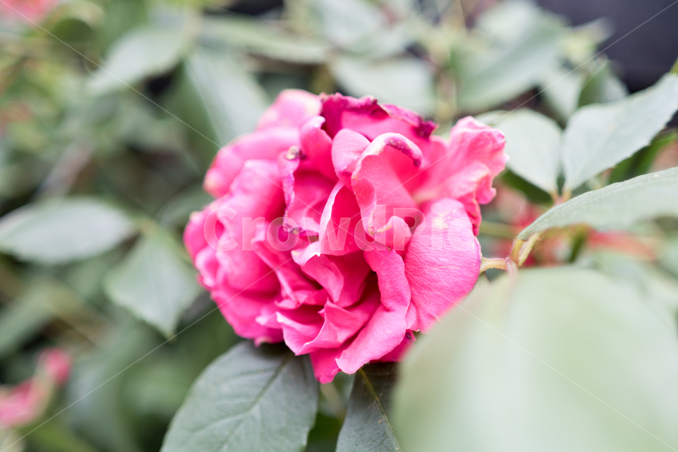 장미,가을장미,붉은장미,레드장미,빨간장미,가을,가을꽃,화단,가을화단꽃,자연,식물,plants,nature,flower,spring,아웃포커싱,공원,식물,자연,plants,nature,꽃,flower