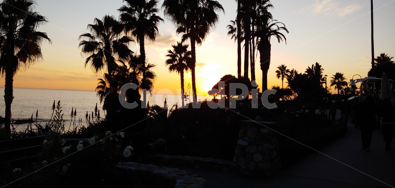 lagunabeach,california,바닷가,야자수,island,해외