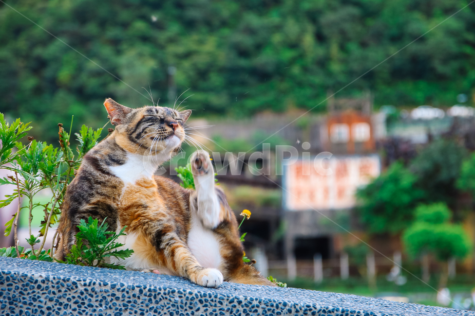 고양이,냥이,cat,길고양이,길냥이,냥,고양,캣,길냥,고등어태비,고양이꽃,동물,동물,animal,포유류,mammal,고양이,cat,kitten,kitty