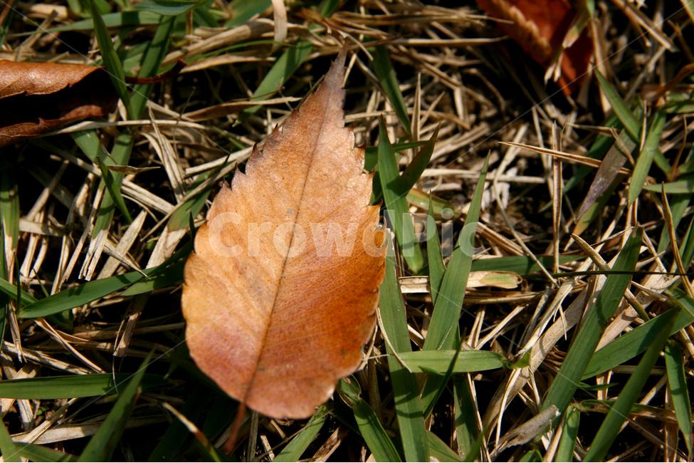 단풍,잎,가을,수풀,추억,기억,가을,계절,fall,autumn,season,식물,자연,plants,nature,leaf,plant
