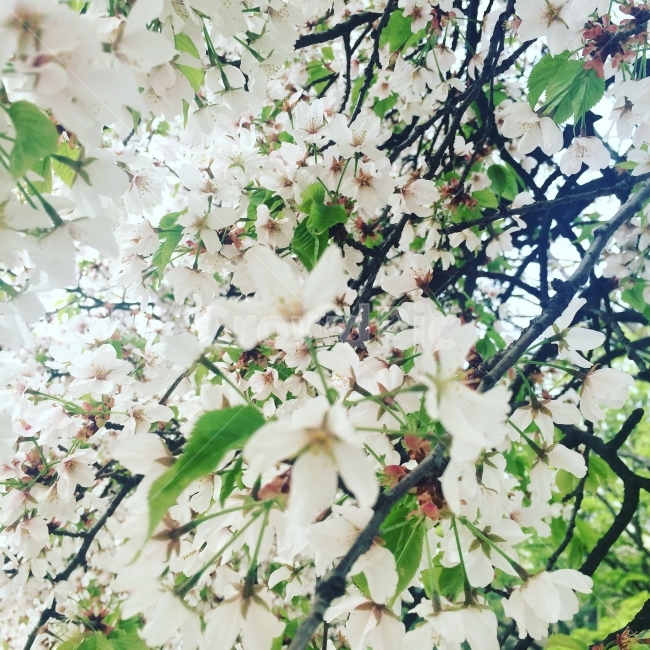 꽃,벚꽃,봄,나무,나무꽃,봄,계절,spring,season,식물,자연,plants,nature,꽃,flower,plant