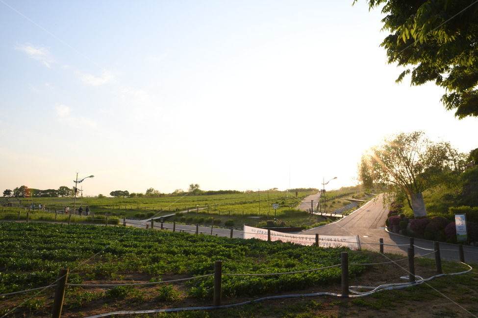 outdoors,옥외,nature,자연,일몰,하늘공원,잔듸,자연,풍경,nature,landscape,road,도로
