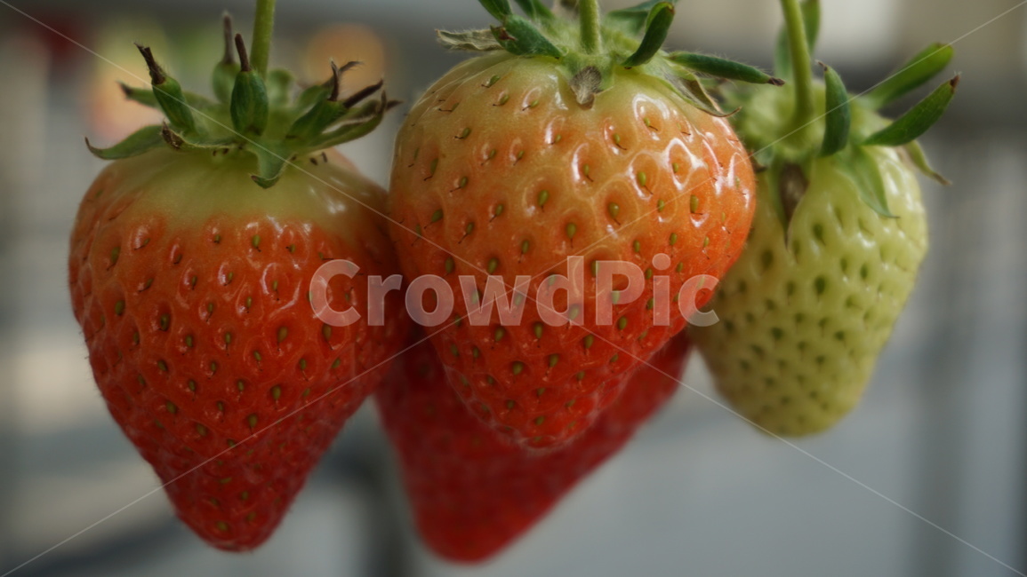 음식,식물,과일,딸기,화분,열매,과일,열매,fruit