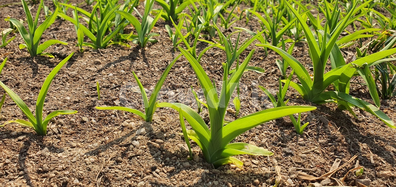 바닥,흙,식물,풀잎,새싹