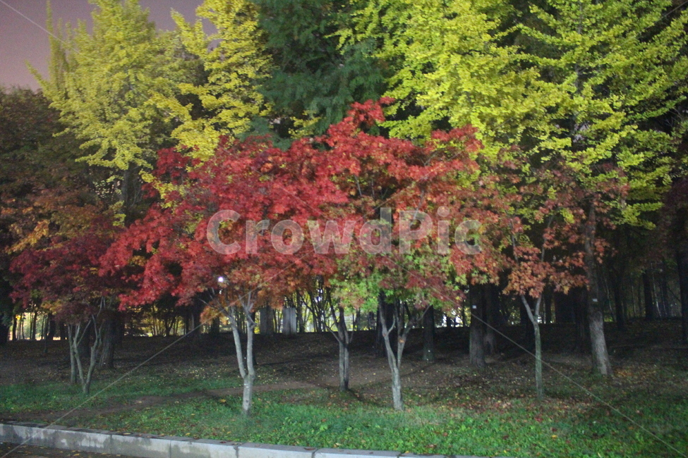 새벽,밤,나무,올림픽공원,단풍,자연,풍경,nature,landscape,tree,plant,식물,maple
