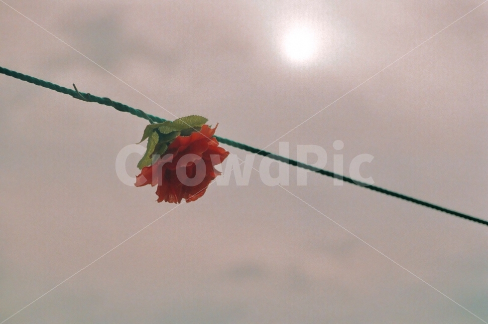 꽃,빛,감성사진,장미,하늘,구름,감성,식물,자연,plants,nature,꽃,flower,감성,sensible,feeling