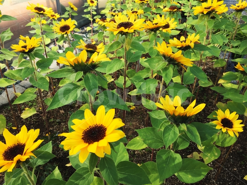 꽃,해바라기,노랑,따뜻함,햇빛,식물,자연,plants,nature,꽃,flower