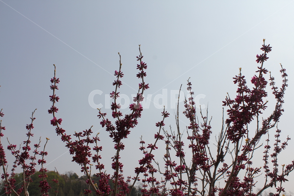 자연,식물,풍경,꽃,봄풍경,아름다움,식물,자연,plants,nature,꽃,flower