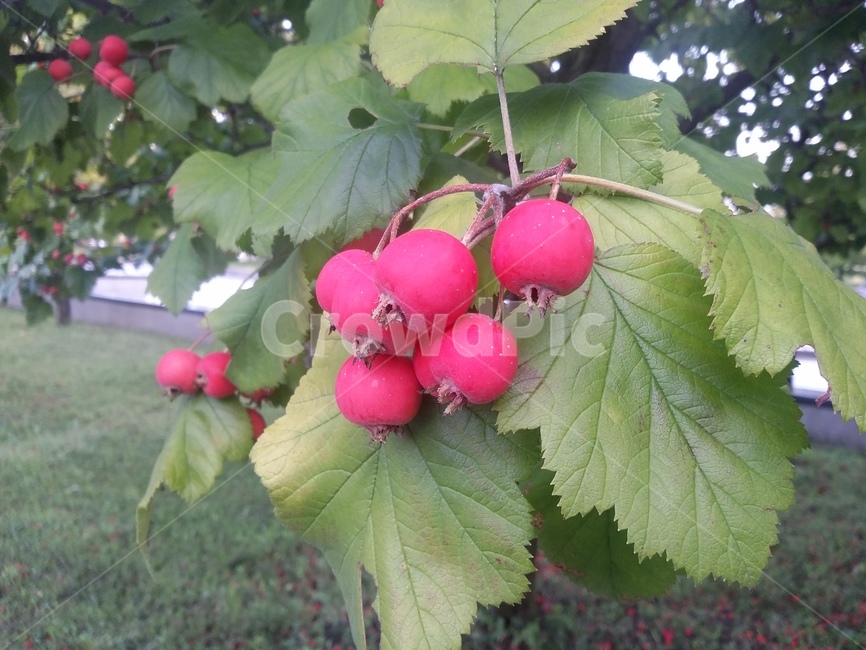 plant,식물,열매,잎,붉은열매,자연,식물,자연,plants,nature