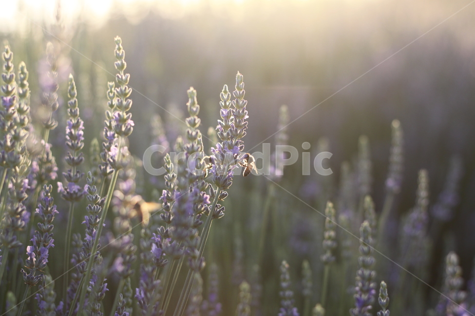 라벤더,꿀벌,보라색,감성,꽃,식물,자연,plants,nature,꽃,flower