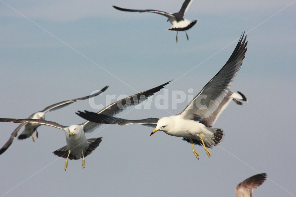 하늘,갈매기,새,조류,sky,fly,seagull