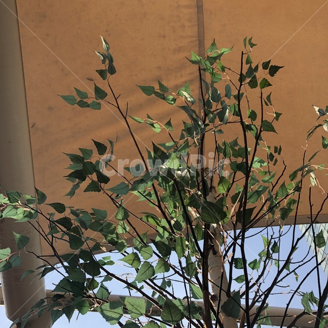 나무,자연,tree,nature,plant