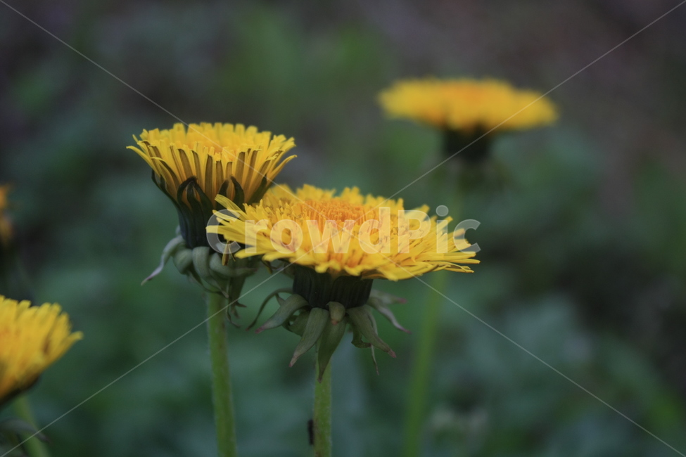 민들레,민들레씨,민들레꽃,민들레홀씨,봄,봄,계절,spring,season,식물,자연,plants,nature,꽃,flower,plant