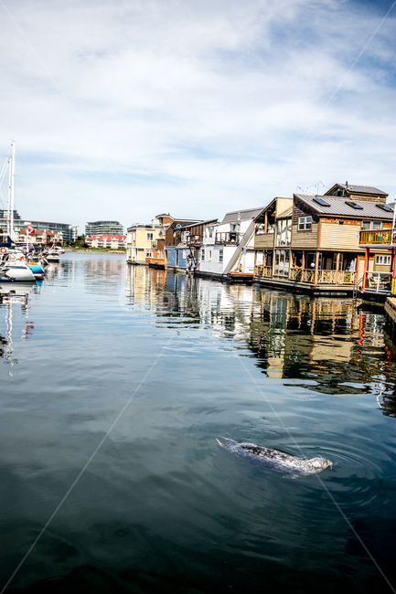water,물,수상가옥,벤쿠버수상가옥,vancouverisland,벤쿠버섬
