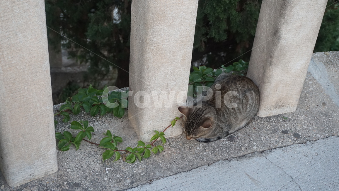 고양이,고양,캣,냥냥,동물,귀여움,동물,animal,포유류,mammal,고양이,cat,kitten,kitty