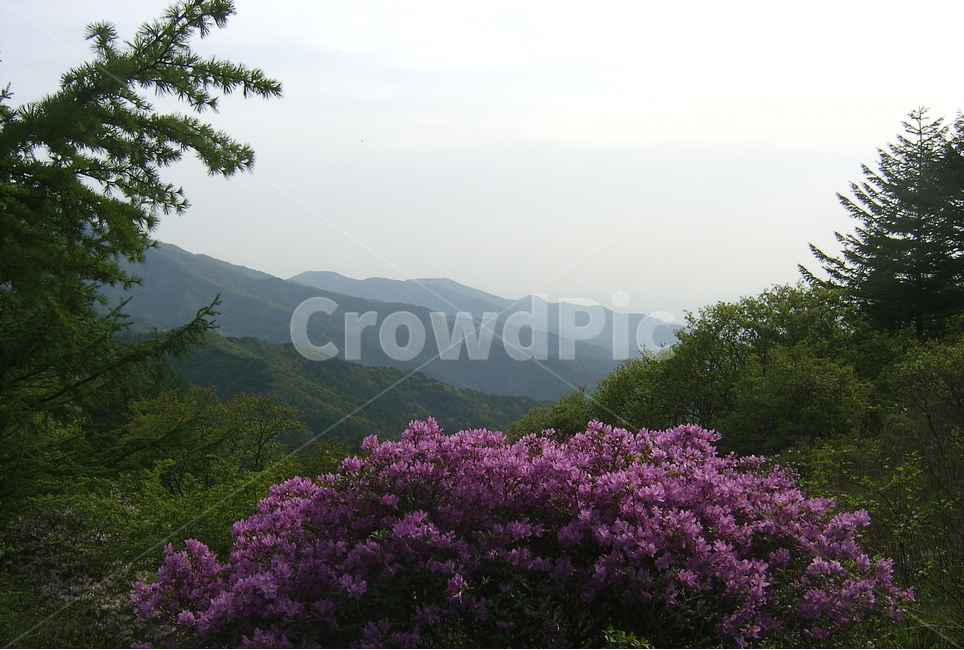 지리산,바래봉,철쭉,서북능선,주능선,봄,계절,spring,season,자연,풍경,nature,landscape,한국자연풍경,한국자연경관,korea nature landscape,outdoors,옥외,plant,식물