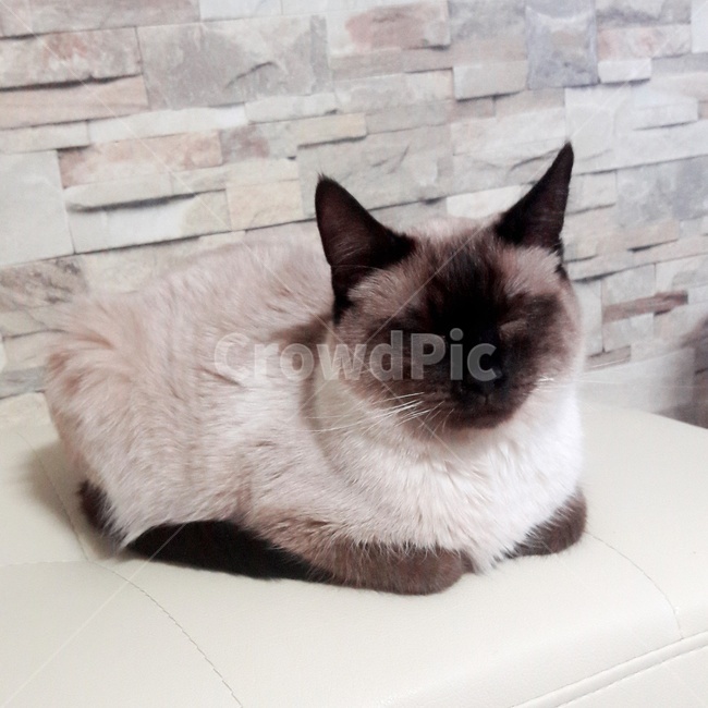 고양이,샴고양이,반려묘,식빵냥,샴발리니즈,동물,animal,포유류,mammal,고양이,cat,kitten,kitty