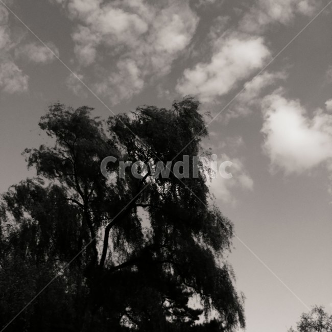 버드나무,흑백,나무,경주,산책,자연,풍경,nature,landscape,흑백,모노톤,monochrome,black and white,tree,plant,식물