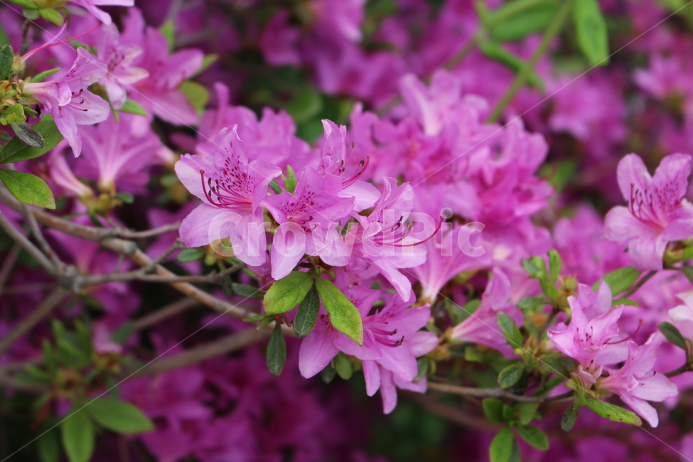 blossom,꽃,plant,식물,flower,자연,nature,식물,자연,plants,nature,꽃,flower