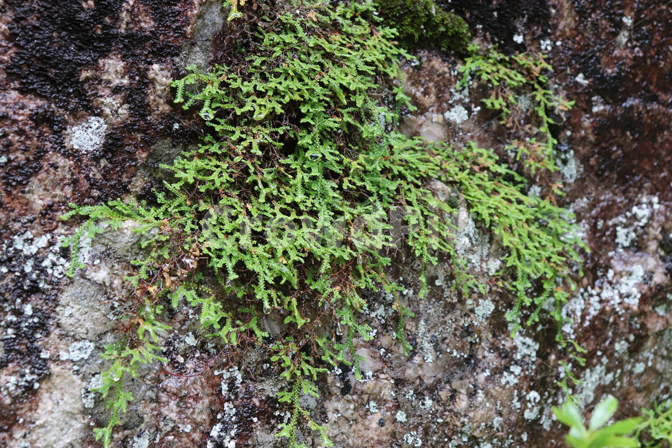 이끼,습지,산,moss,lichen,mountain,nature,자연,식물,자연,plants,nature