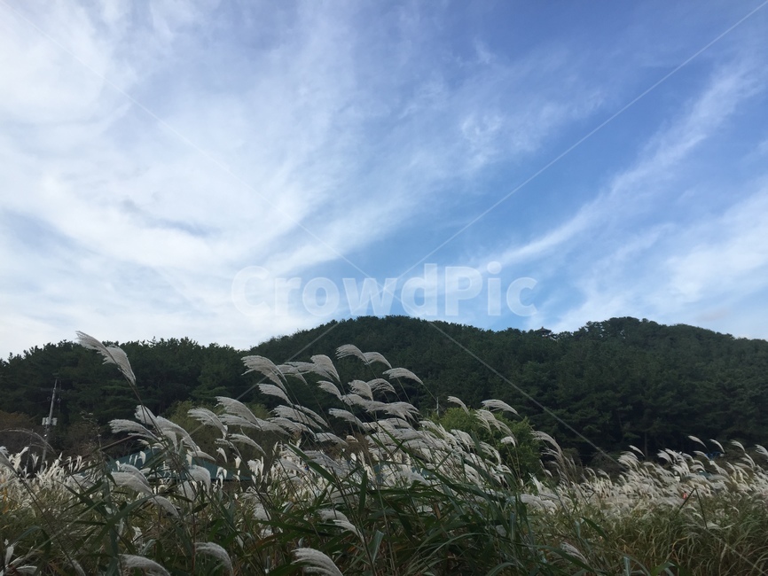 자연,하늘,억새,nature,silvergrass,가을,계절,fall,autumn,season,grass,잔디,plant,식물,lawn,reed,갈대