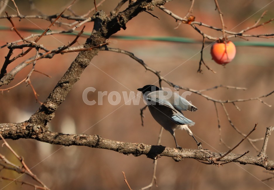 자연,새,감나무,홍시,날다,동물,animal,조류,새,birds