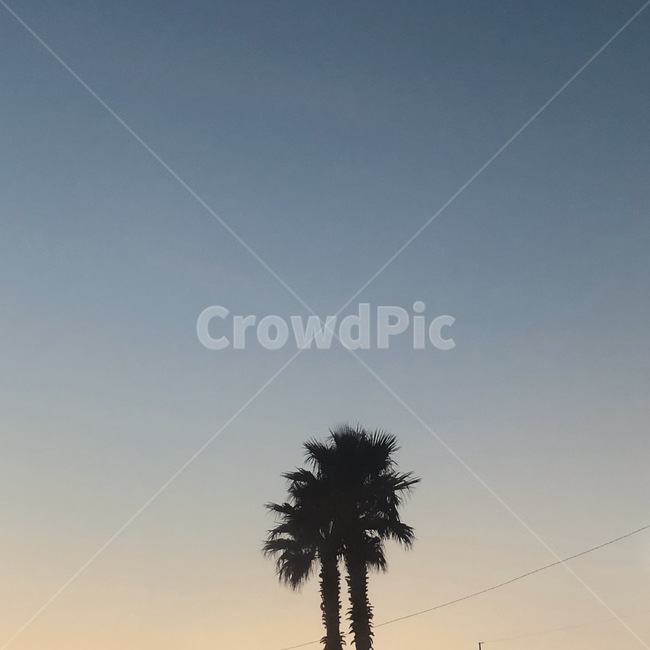 tree,plant,나무,식물,palmtree,arecaceae,야자수,자연,자연,풍경,nature,landscape,palm tree