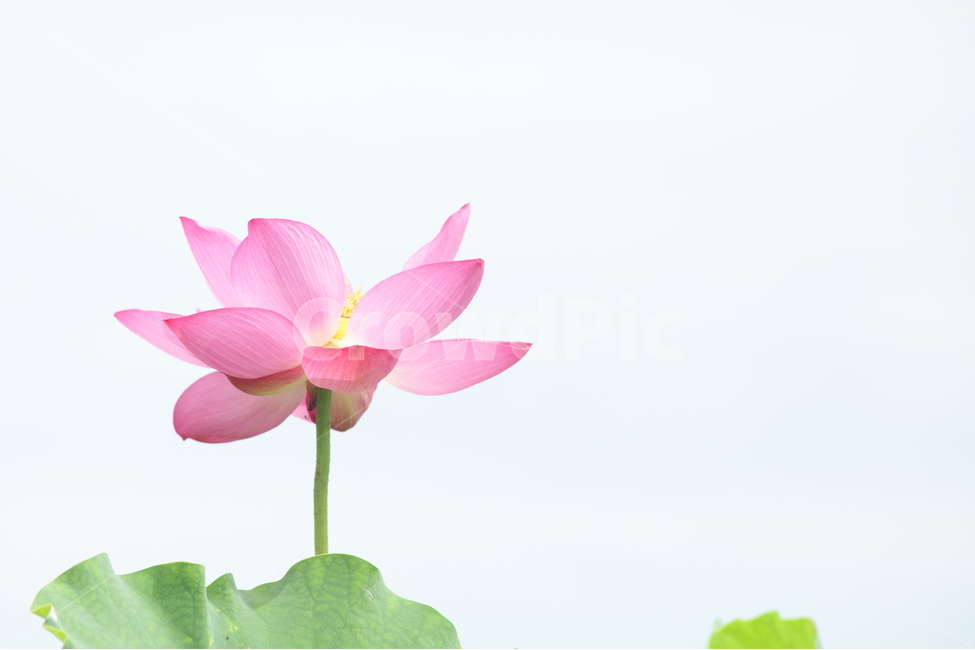연,연꽃,수련,연잎,식물,자연,분홍,식물,자연,plants,nature,꽃,flower