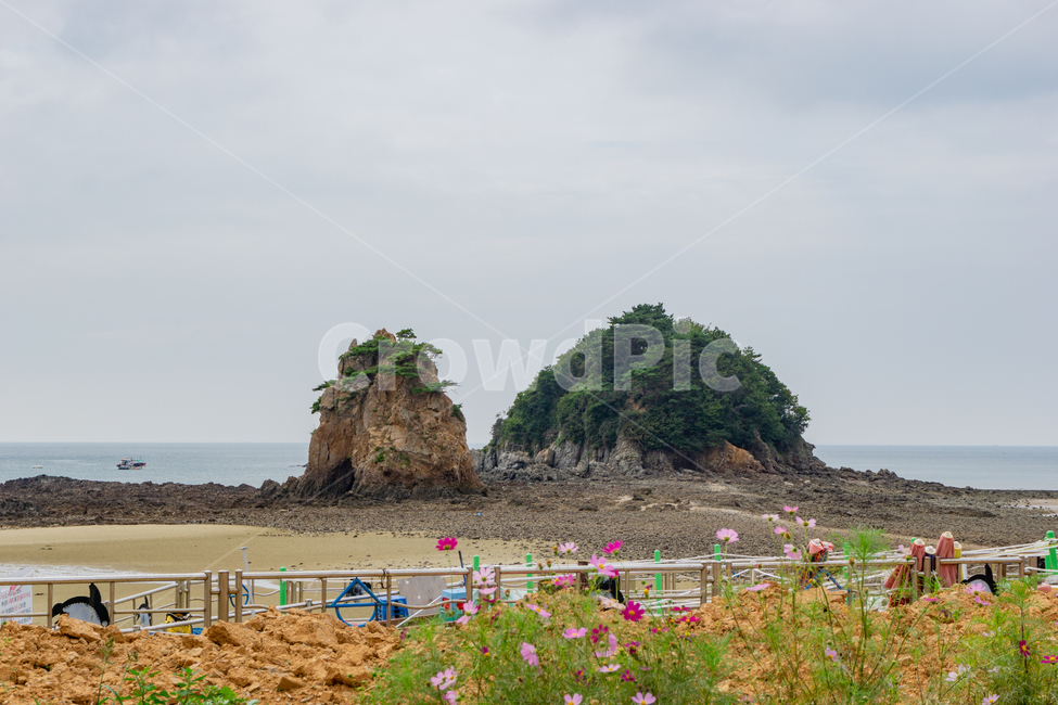 꽃지,해변,해수욕장,할미할아비바위,할미,할아비,바위,할미바위,할아비바위,꽃지해변,꽃지해수욕장,안면도,가을,코스모스,꽃,바다,갯벌,해변길,태안해안국립공원,해안,썰물,물길,자연,풍경,nature,landscape,land,땅,outdoors,옥외,ocean,대양,sea,water,물,shoreline,해안선